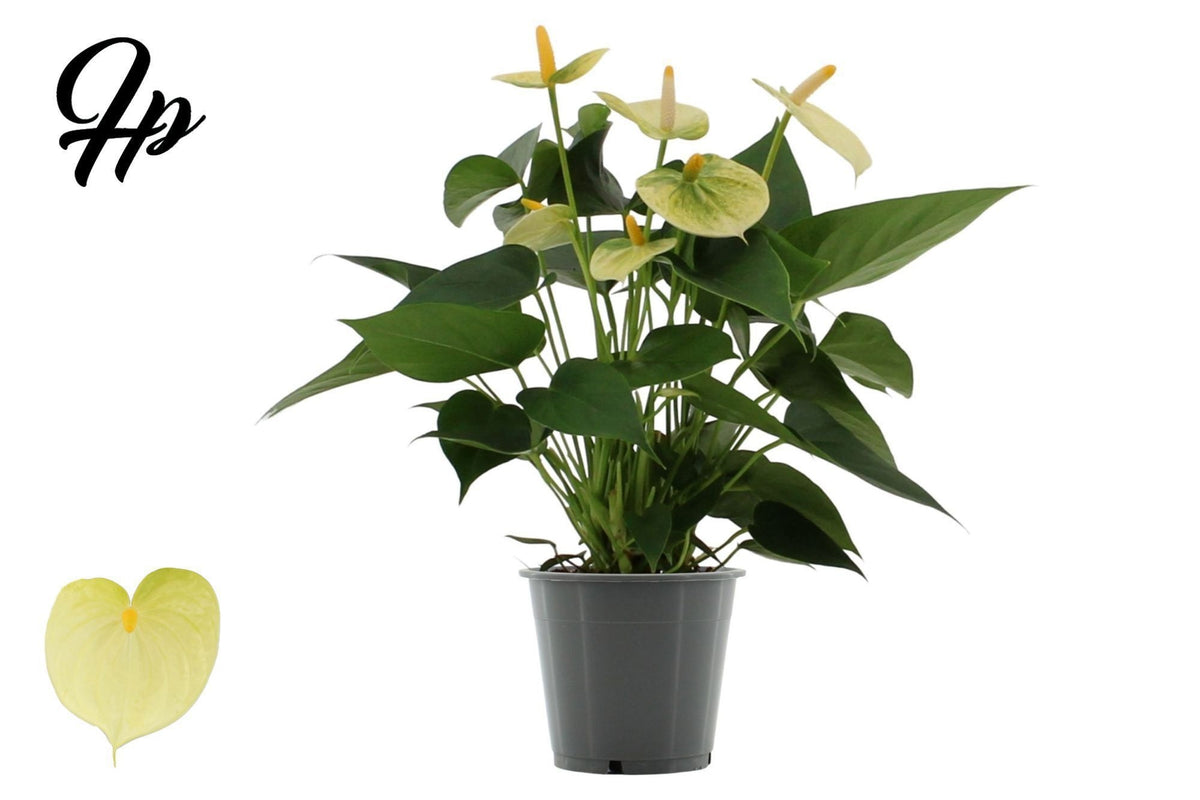 Anthurium Vanilla 40cm 12cm Pot