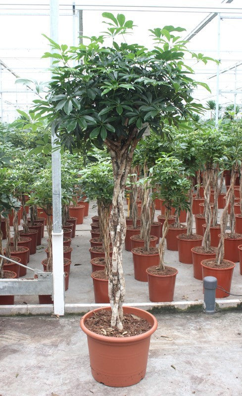 Schefflera Compacta 190cm 45cm Pot