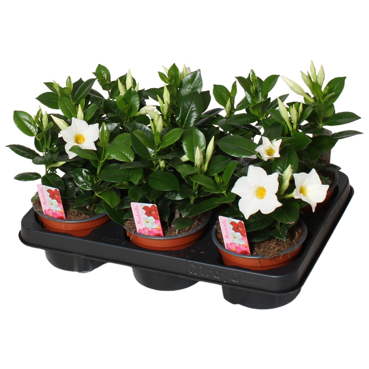Mandevilla Rio White 20cm 12cm Pot
