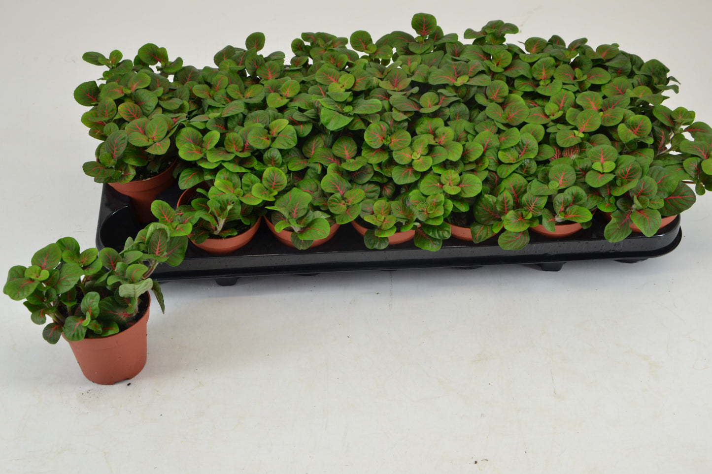 Fittonia verschaffeltii 12cm 8.5cm Pot