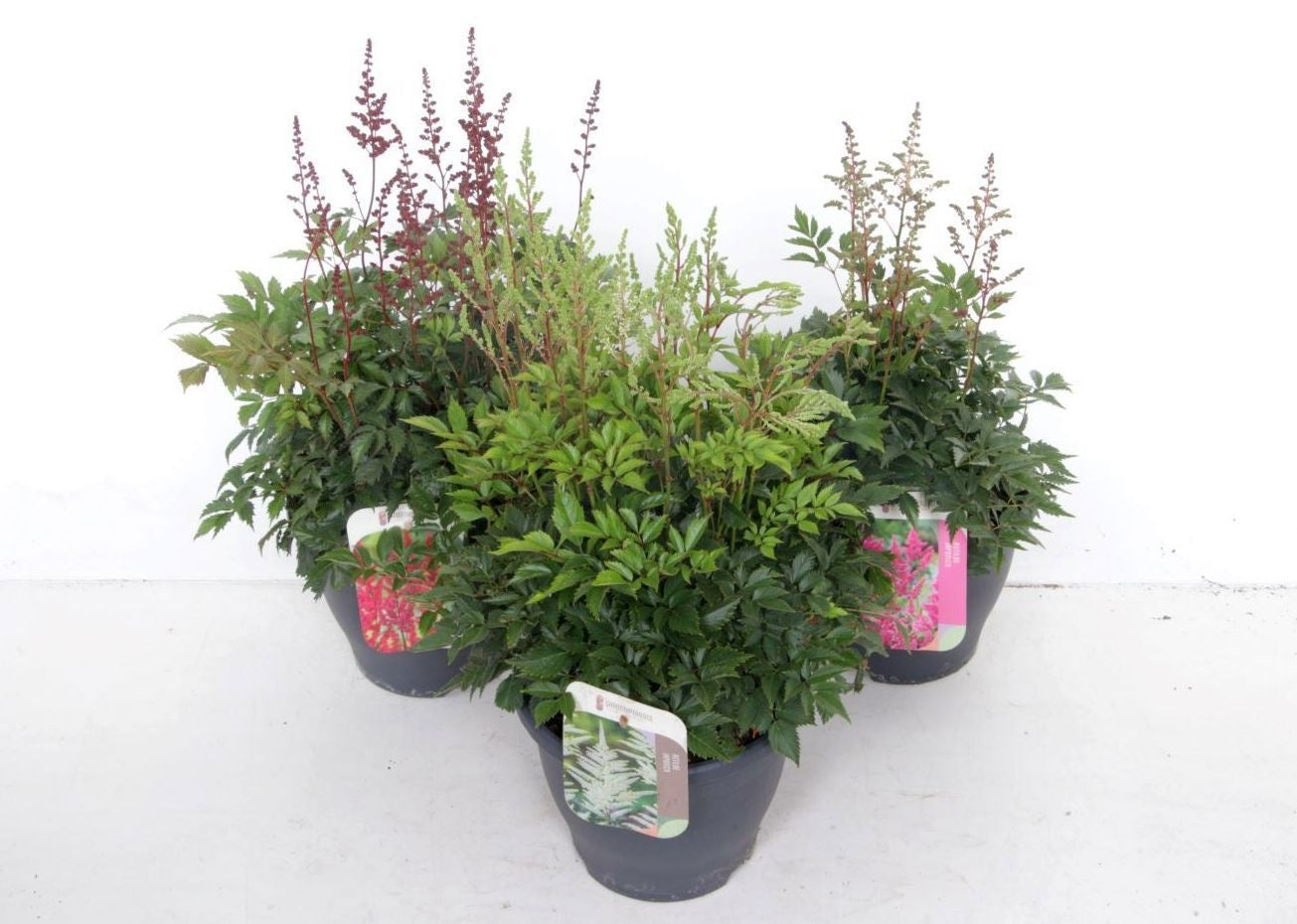 Astilbe mix 60cm 23cm Pot
