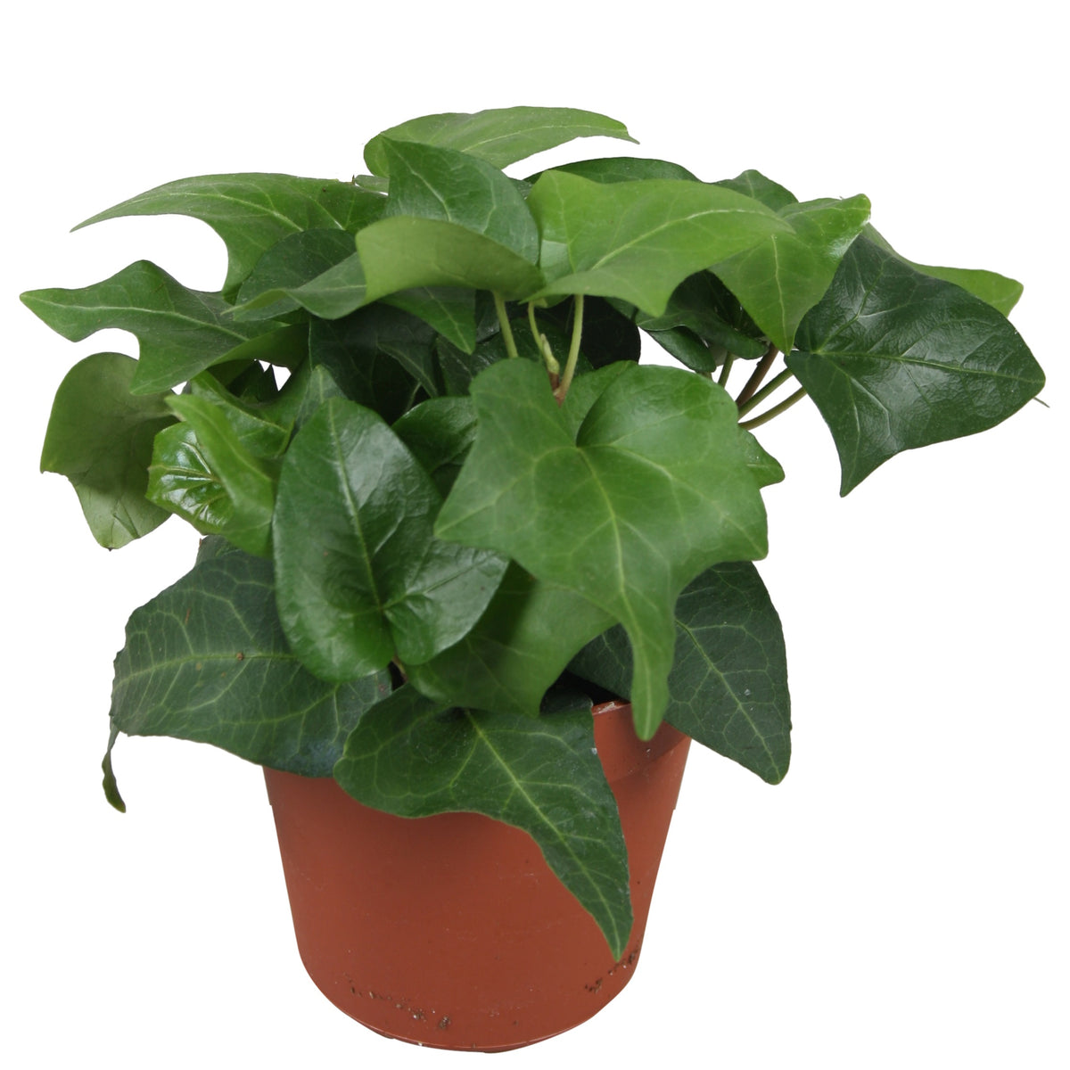 Hedera helix Mein Herz 9cm Pot