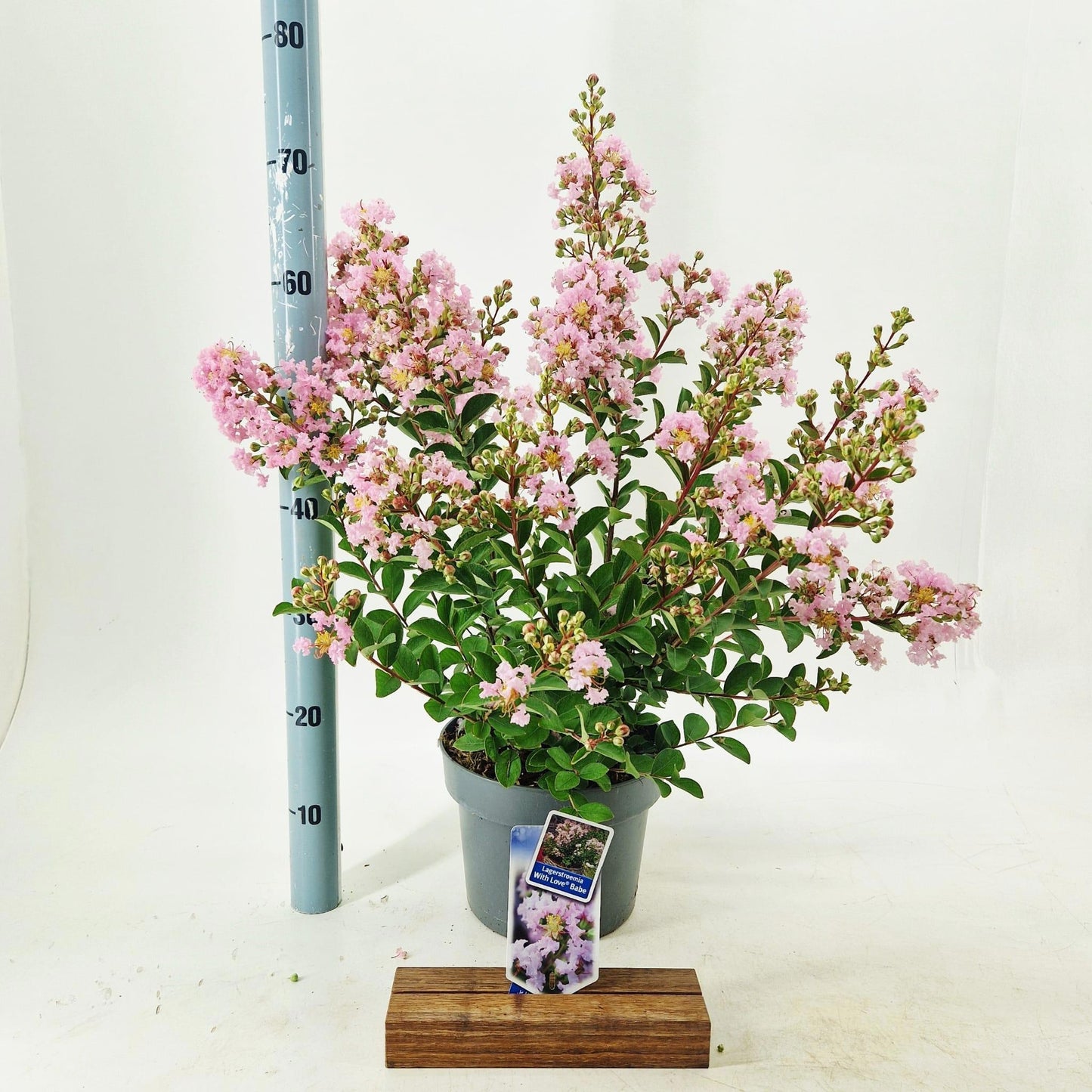 Lagerstroemia indica 70cm 23cm Pot