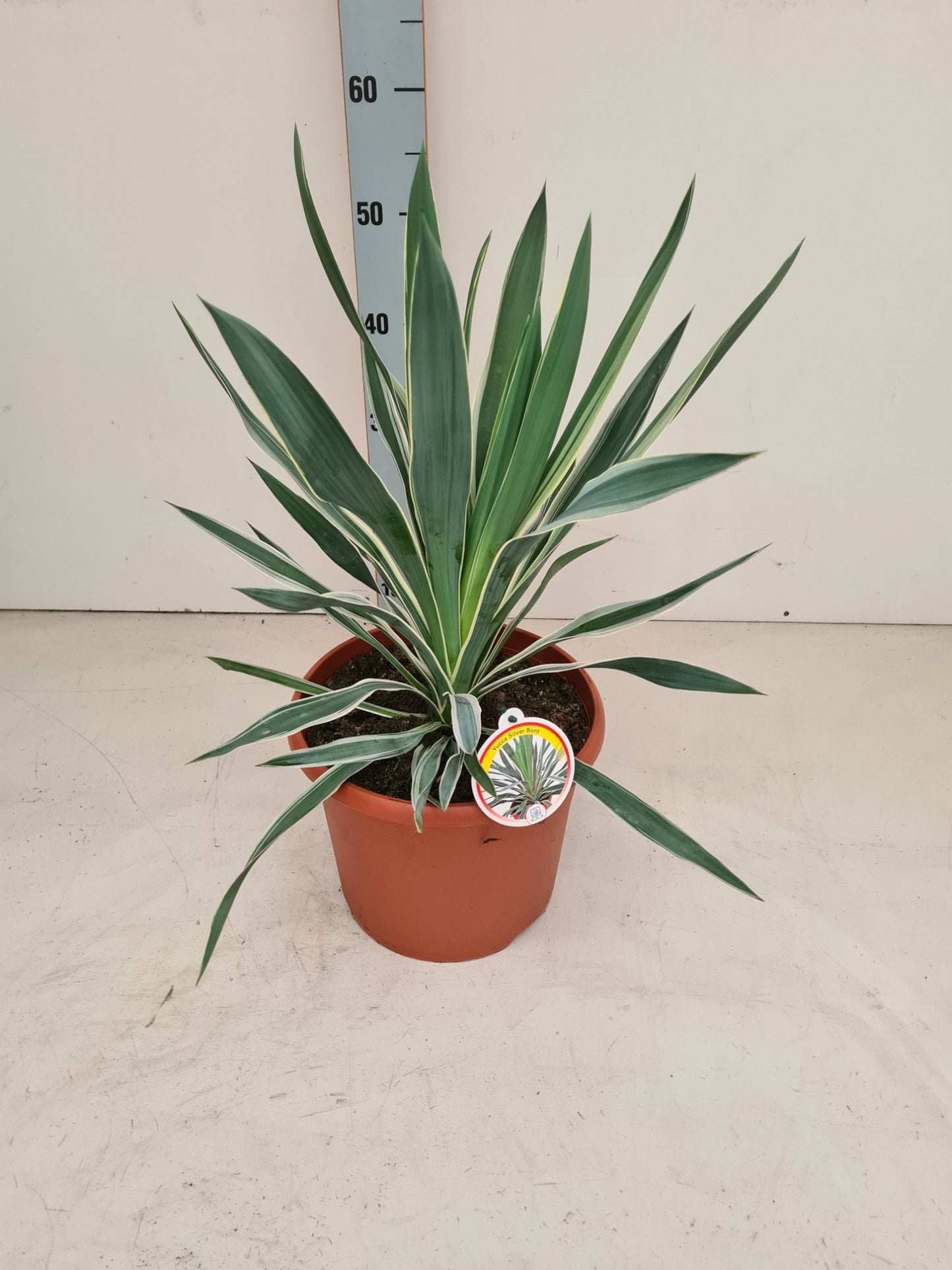 Yucca gloriosa 55cm 26cm Pot