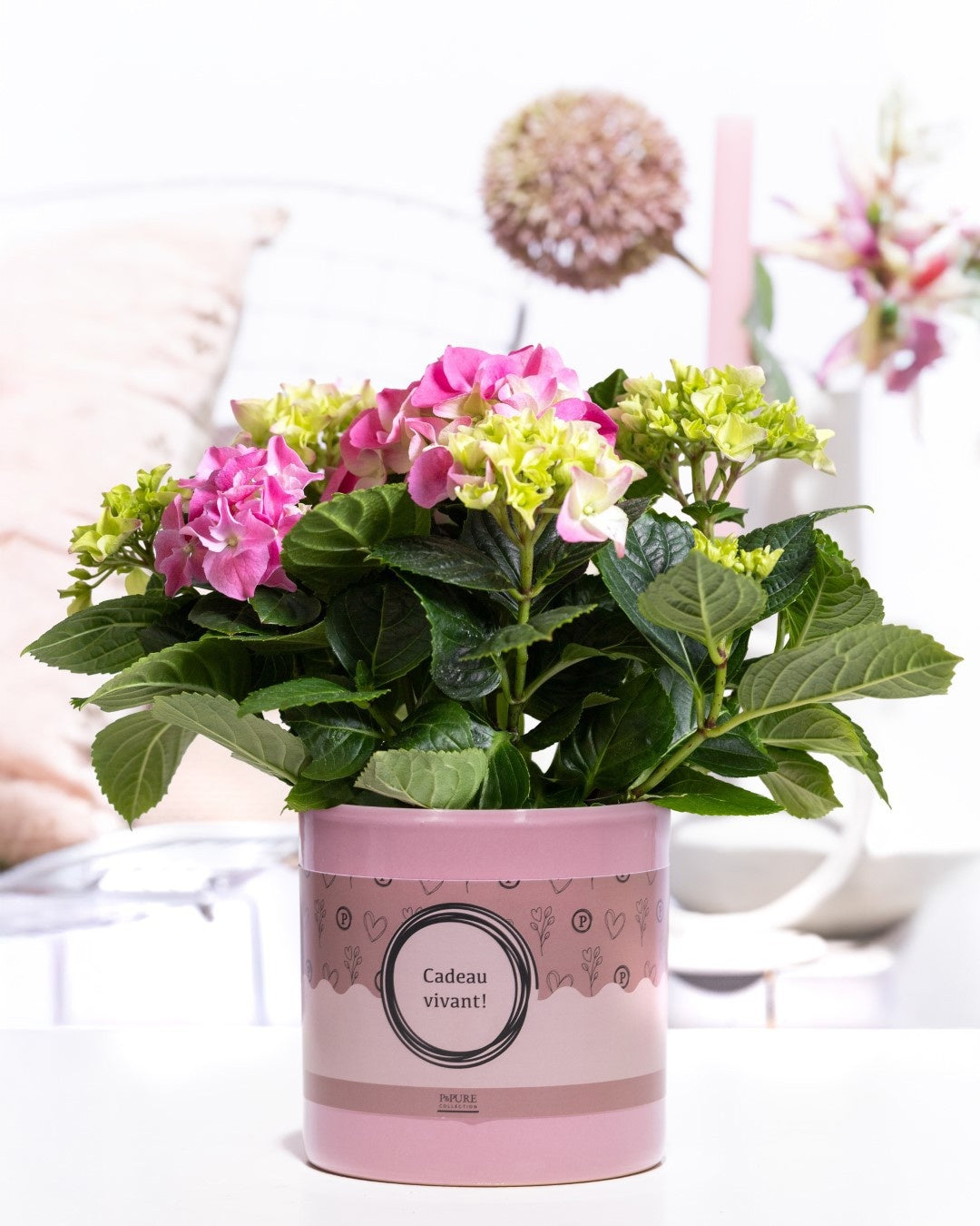 Hydrangea macr. Early Rosa 25cm 10cm Pot