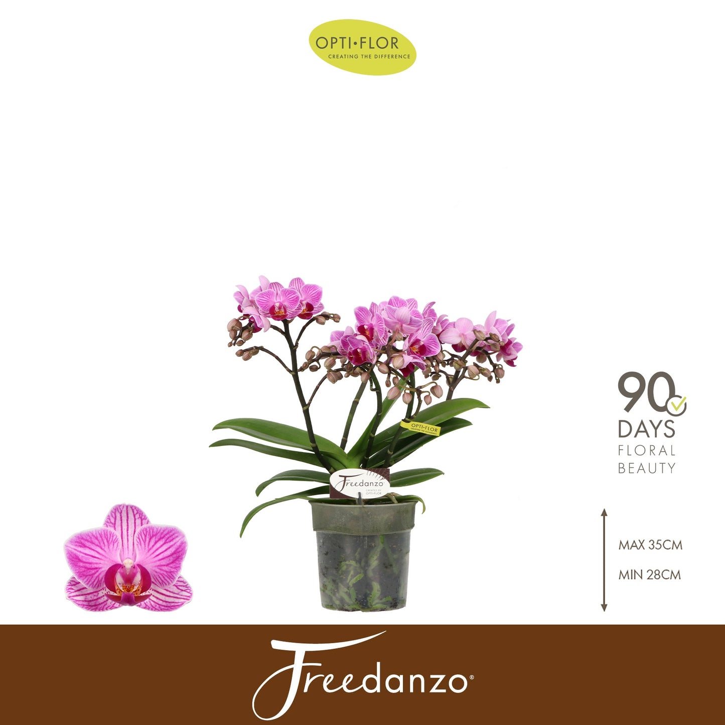 Opti-Flor Phalaenopsis Freedanzo Robin Pack of 6