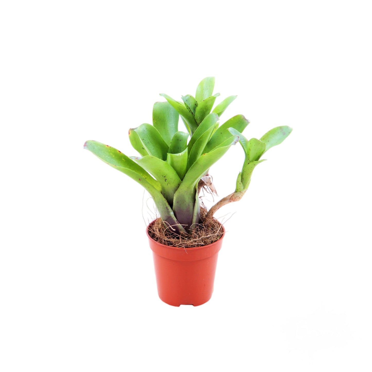 Neoregelia 15cm 505cm Pot