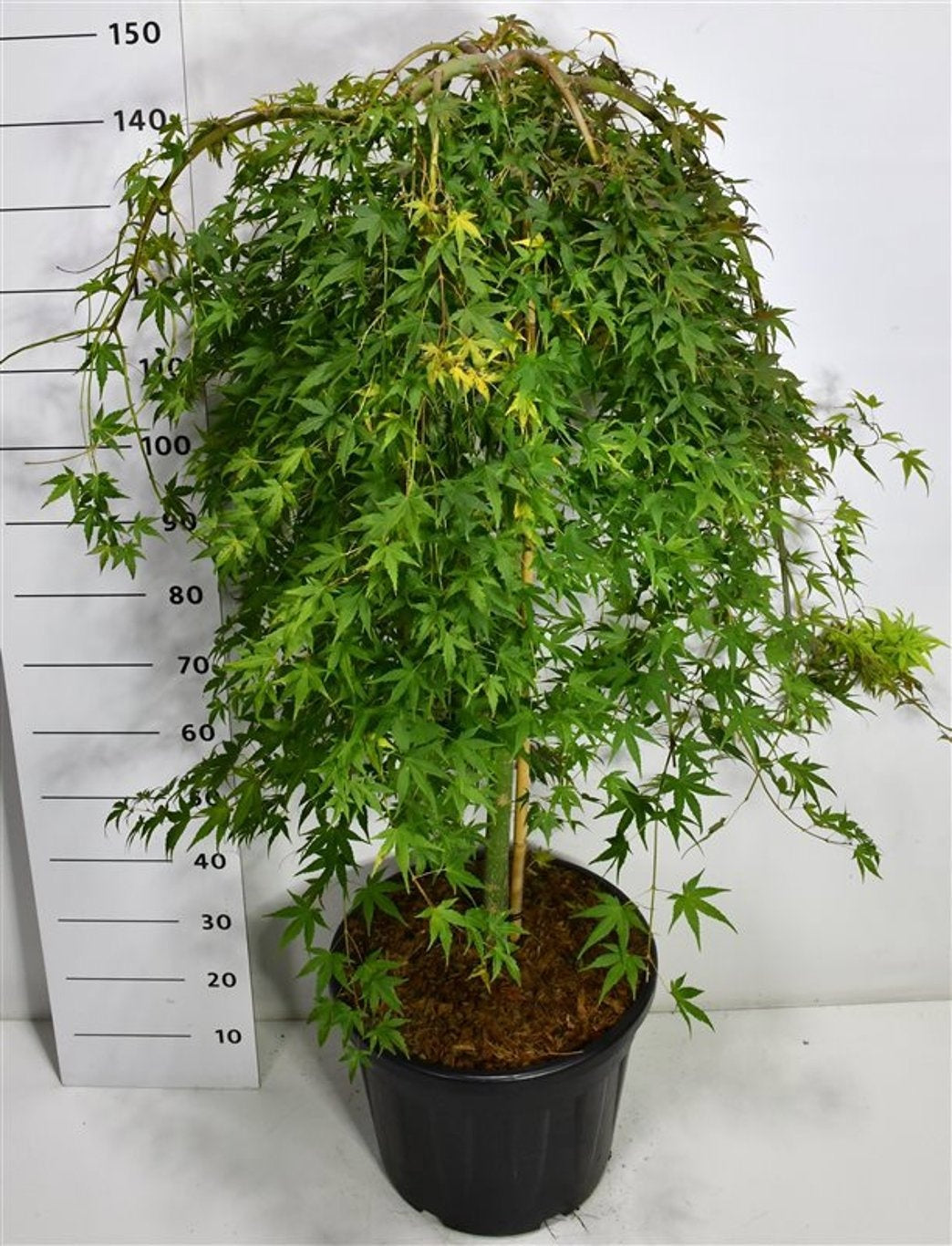 Bloemenkampen BV, Hkw. de Acer Ryusen Pack of 1