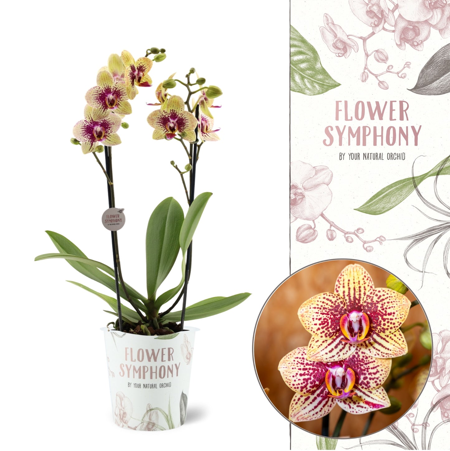 Phalaenopsis yellow 45cm 12cm Pot