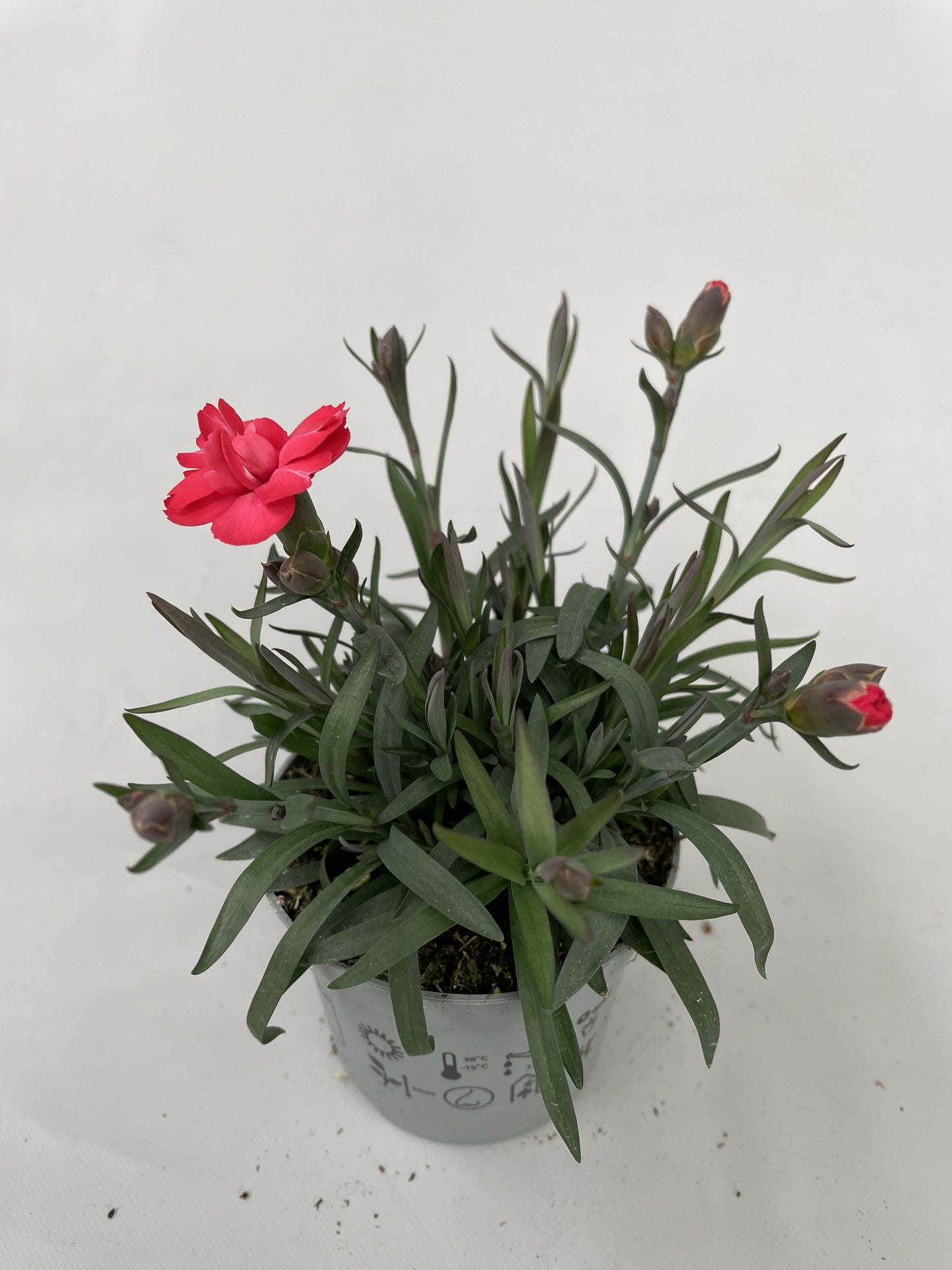 Dianthus Super Trouper Carmen Red 20cm 9cm Pot