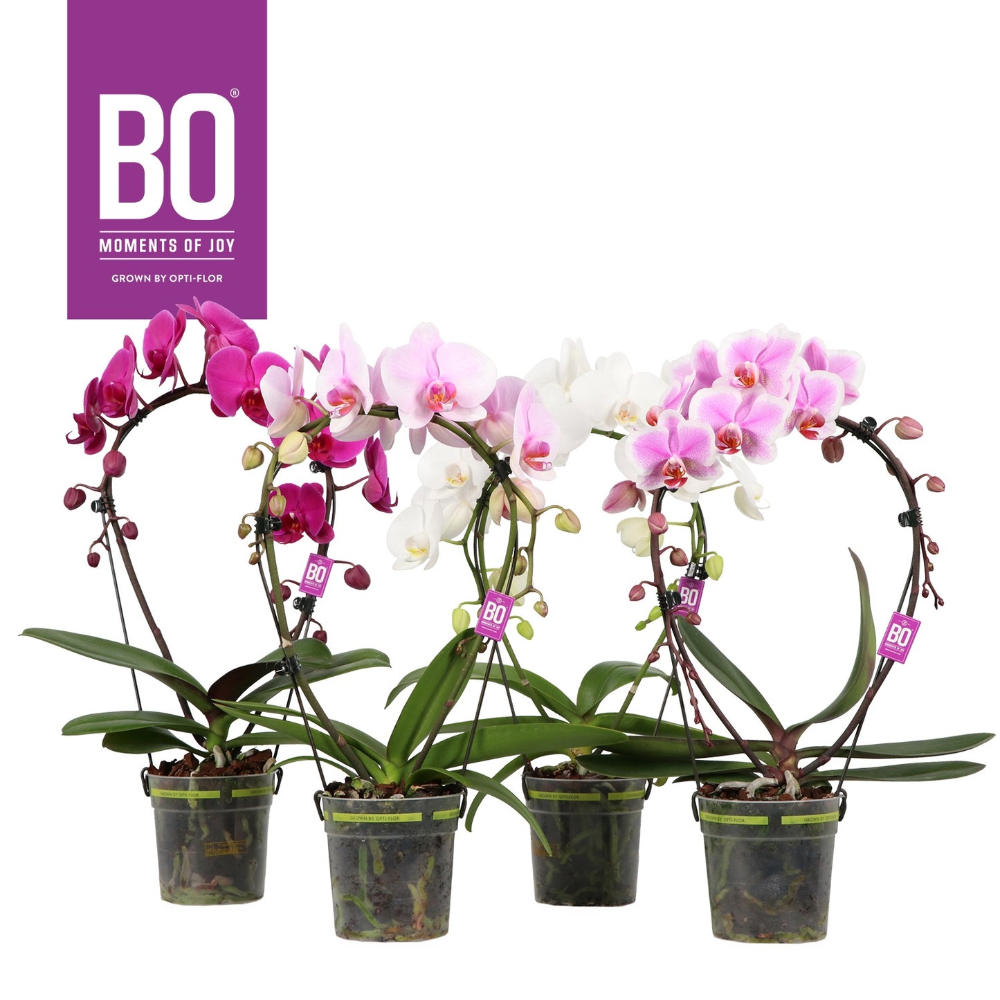 Phalaenopsis mix 50cm 12cm Pot