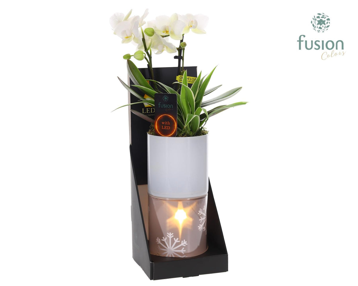 Glas tube Led planter groot met Arrangement 35cm 11cm Pot