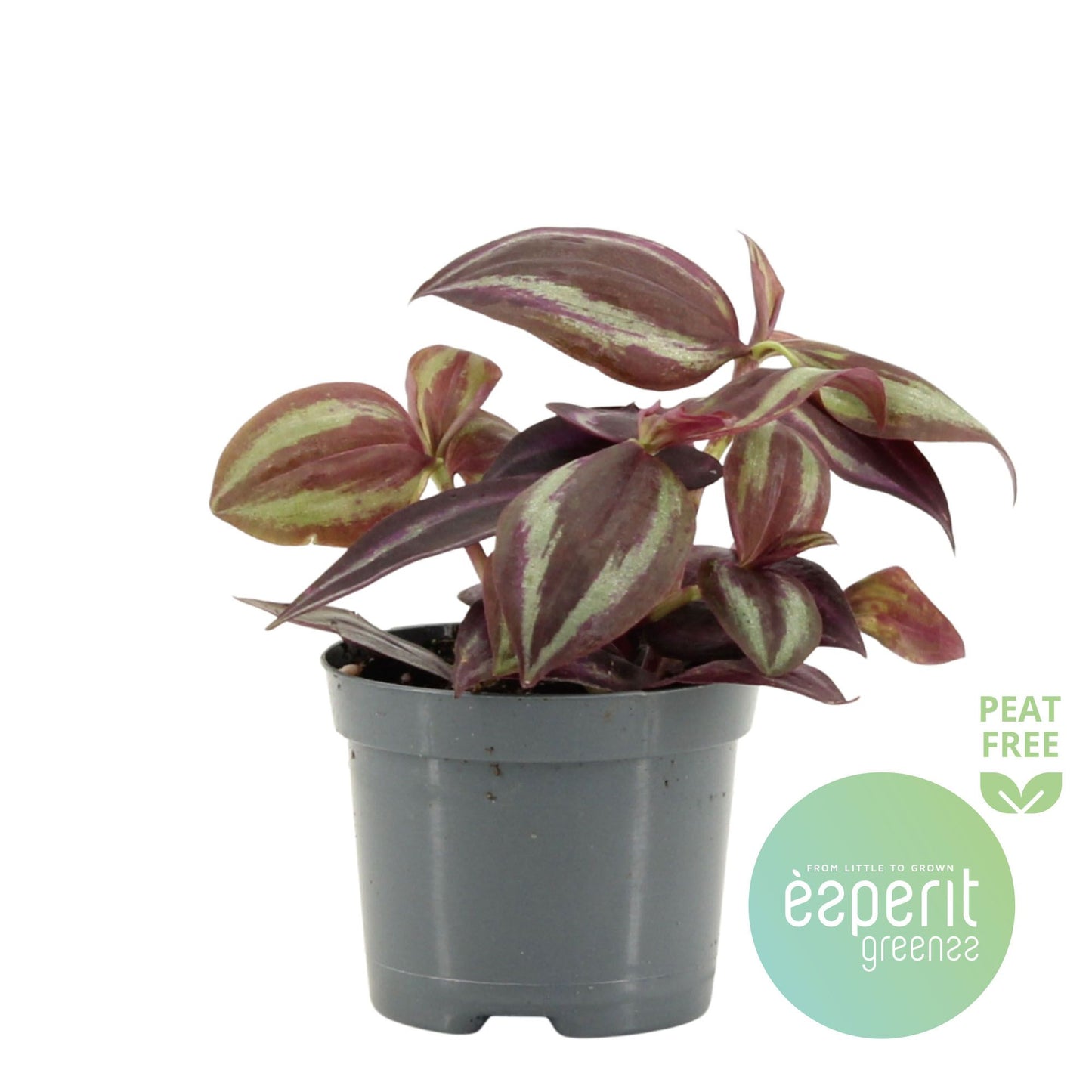 Tradescantia Jewel Red 15cm 8.5cm Pot