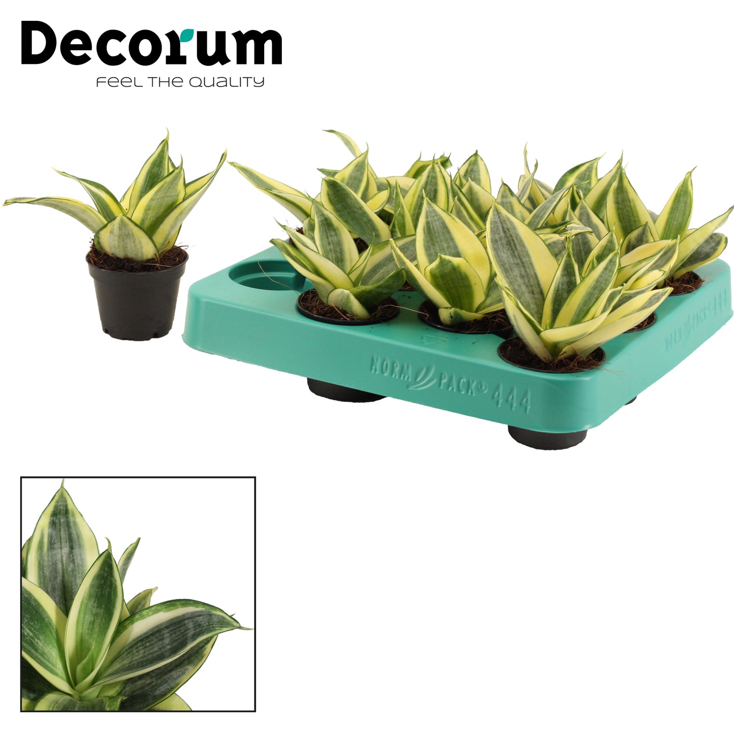 Sansevieria Golden Hahnii 14cm 6cm Pot