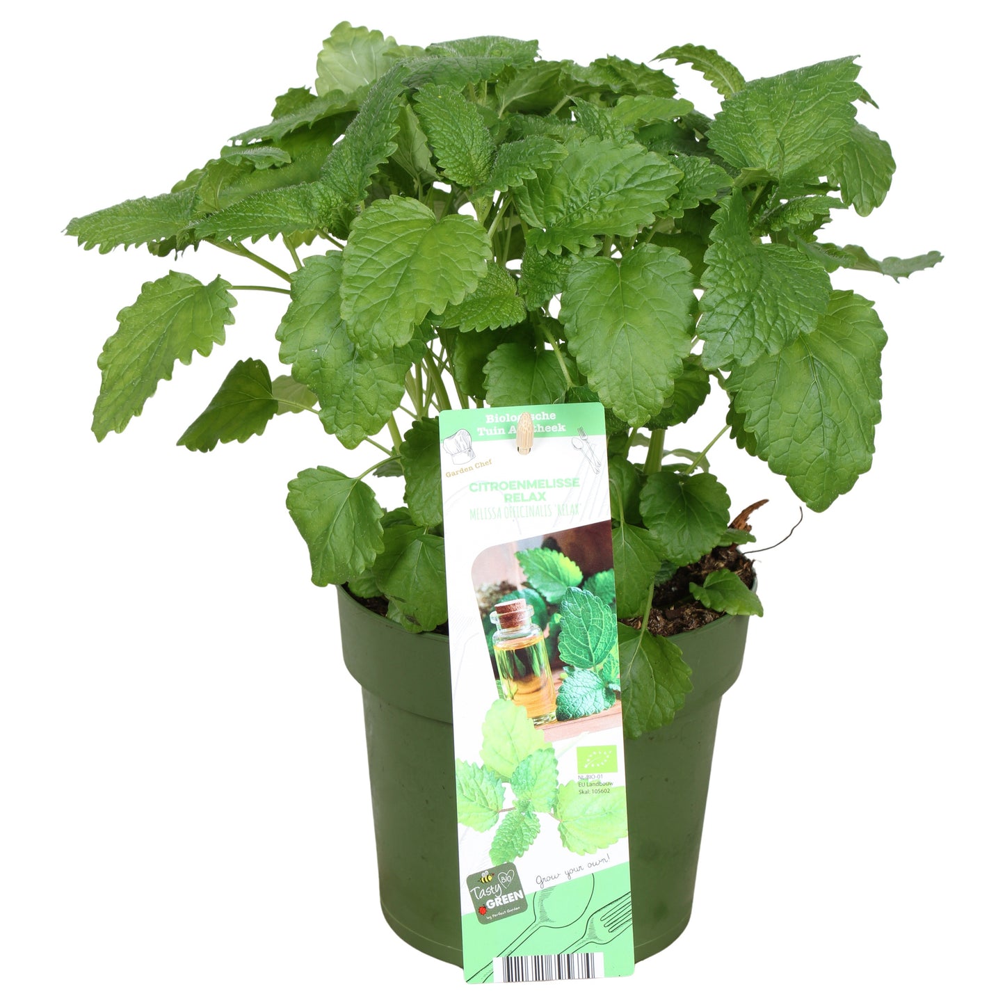 Melissa officinalis (Lemon balm) 30cm 14cm Pot