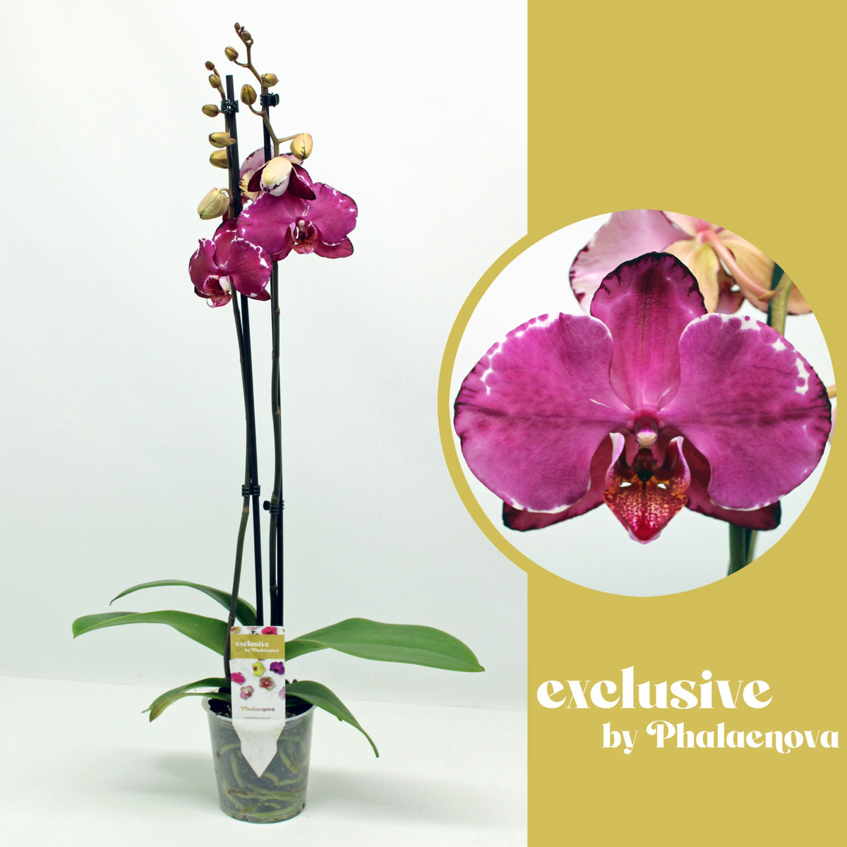 Phalaenopsis red 70cm 12cm Pot