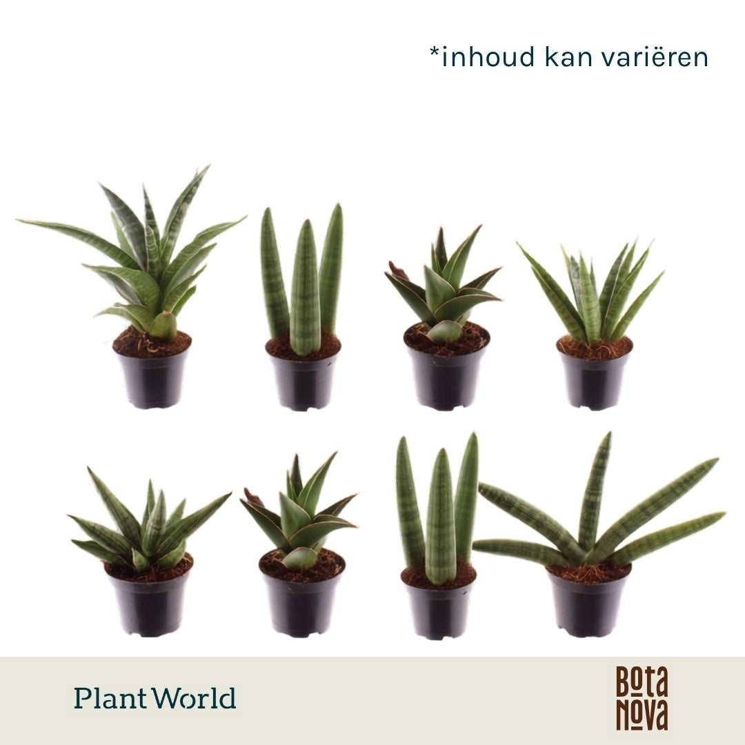 Sansevieria cylindrica 10cm 7cm Pot