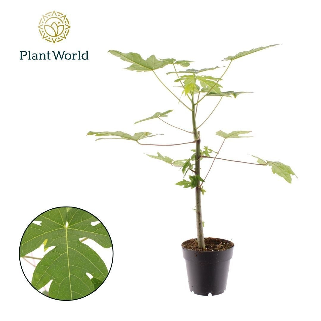 Carica Papaya 40cm 14cm Pot