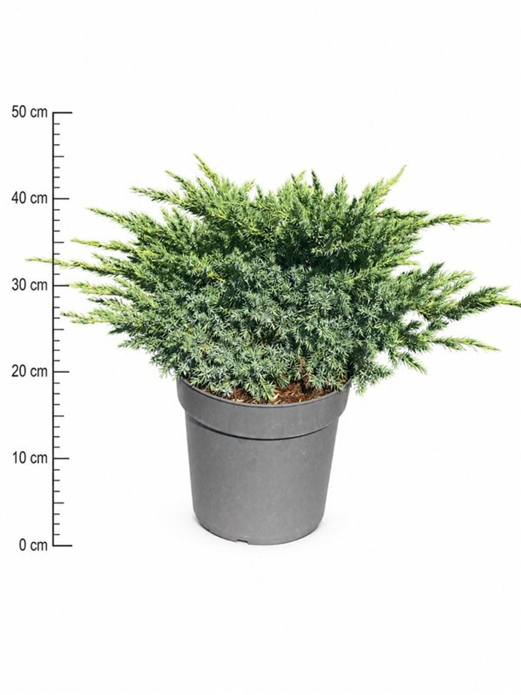 Juniperus Blue Swede 50cm 26cm Pot