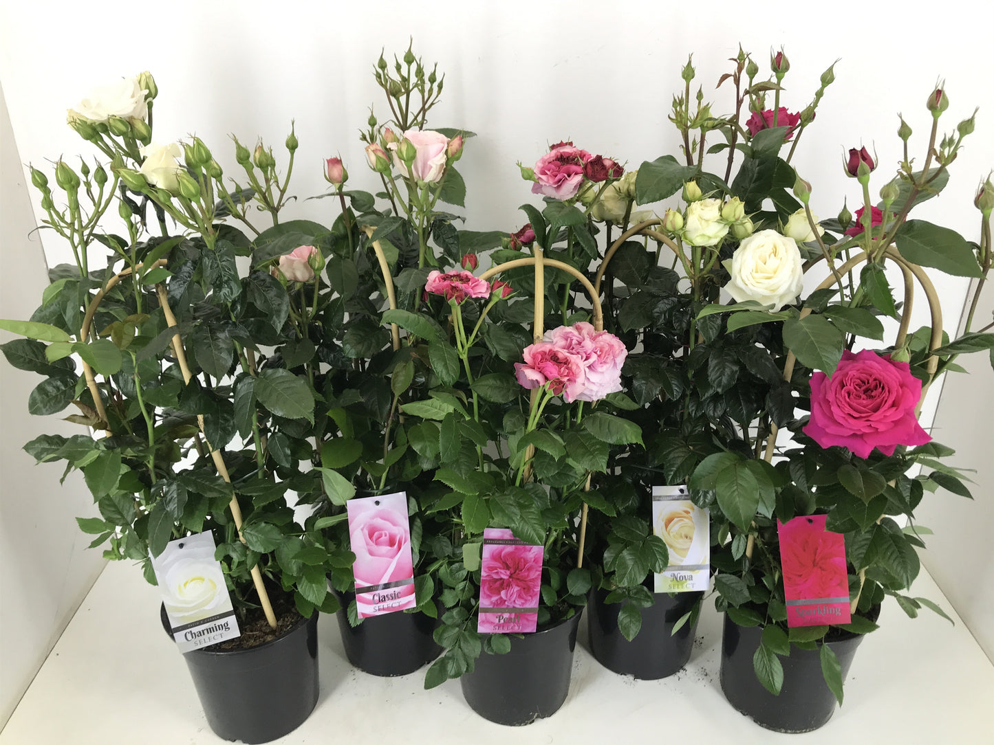 Rosa flor. Select mix 75cm 22cm Pot