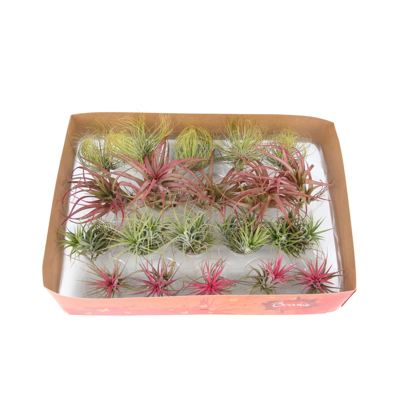 Tillandsia Mix Airplant 5cm 998cm Pot