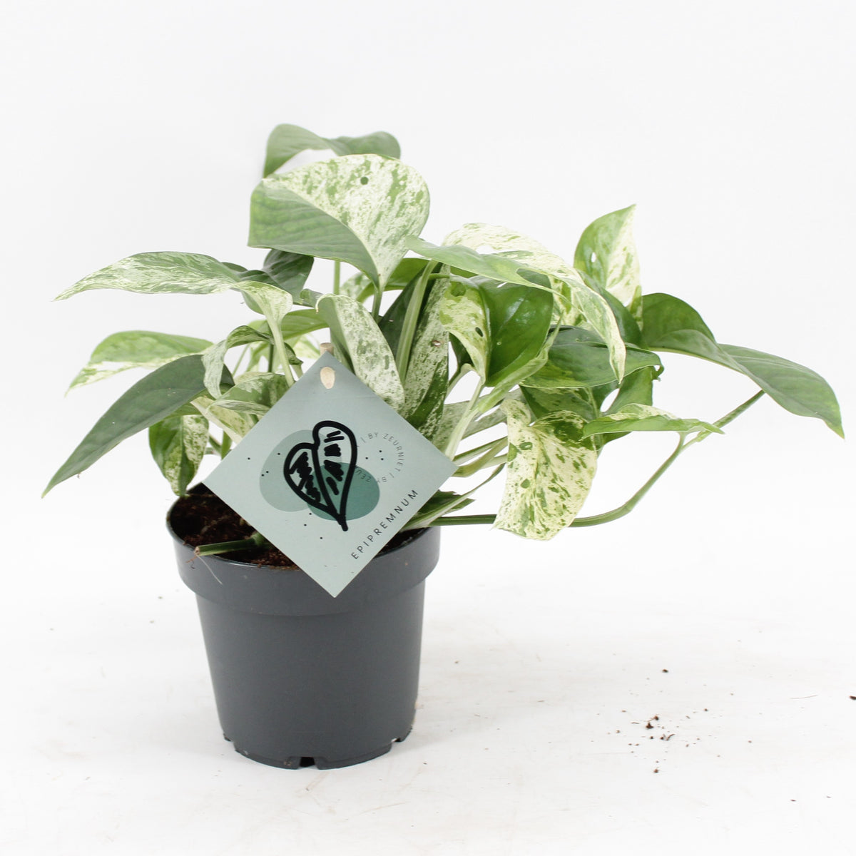 Epipremnum pinnatum Marble Variegated 20cm 12cm Pot