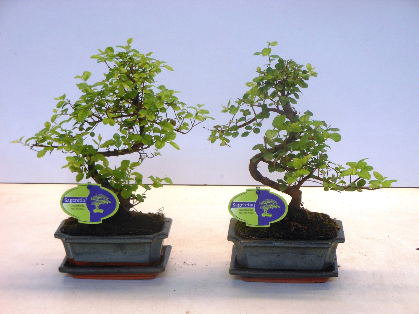 Lodder Bonsai BV Sageretia Bonsai Pack of 10
