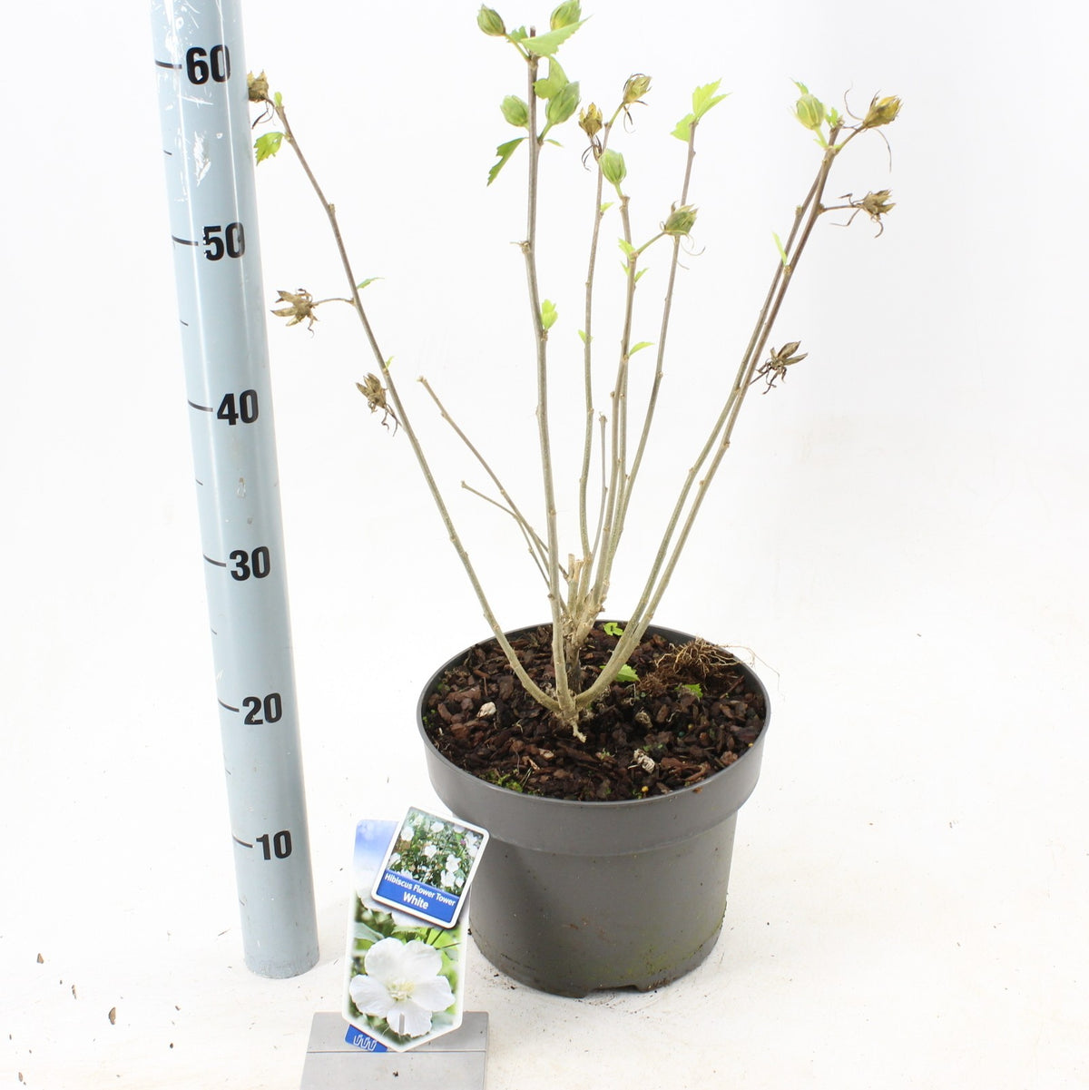 Hibiscus syriacus mix 70cm 23cm Pot