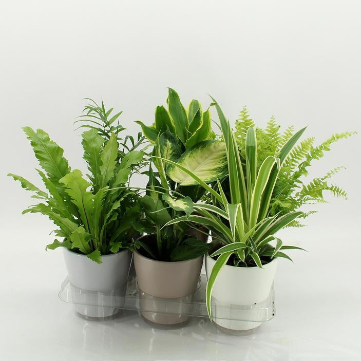 Foliage houseplants mix 45cm 13cm Pot