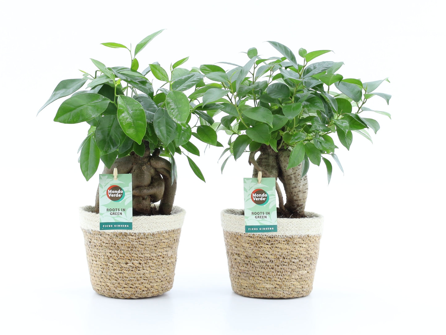 Ficus micr. Bonsai 35cm 14cm Pot