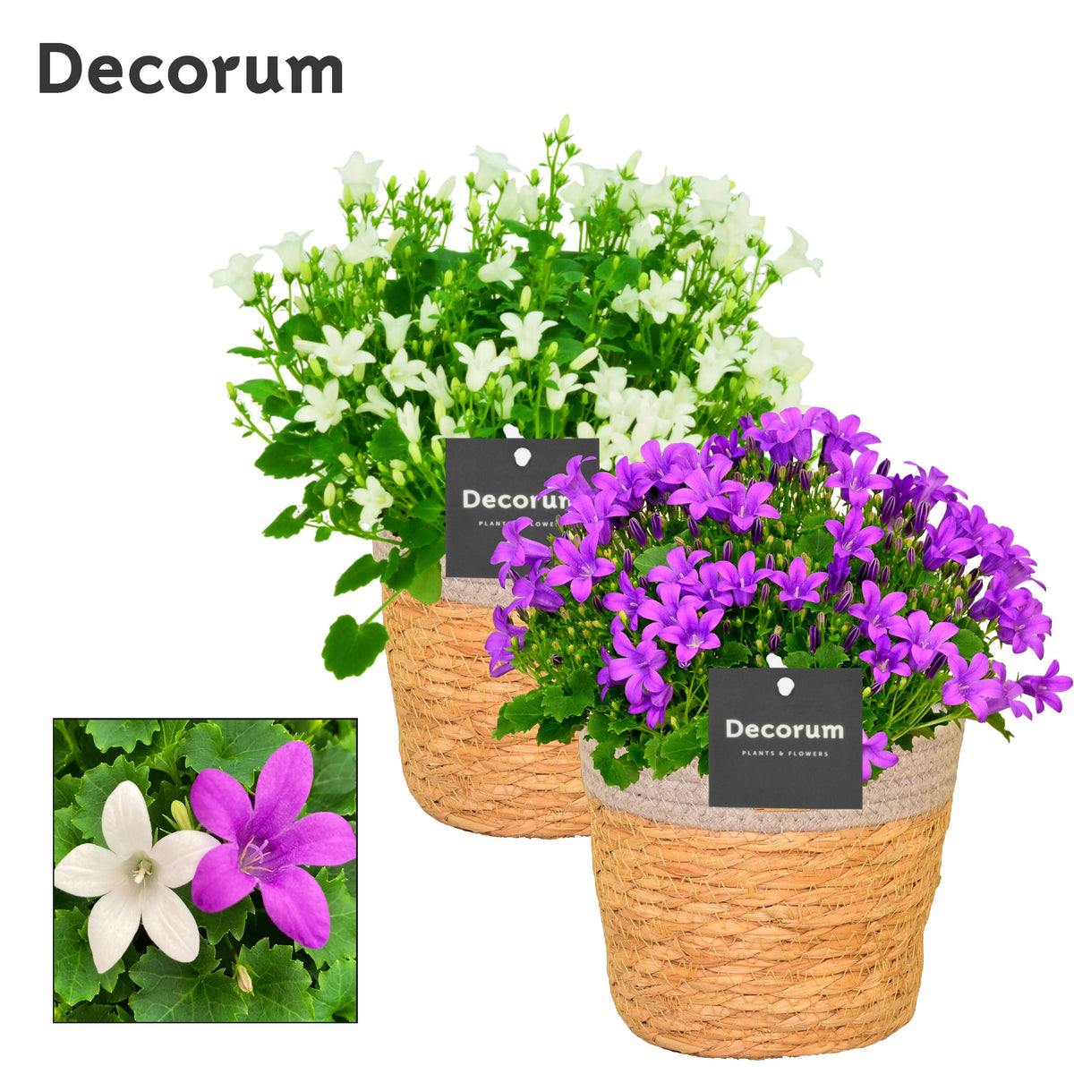 Campanula Hybrid 17cm 15cm Pot