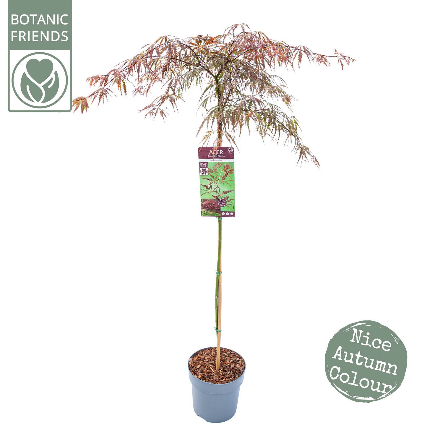 Acer Inaba-shidare 130cm 24cm Pot