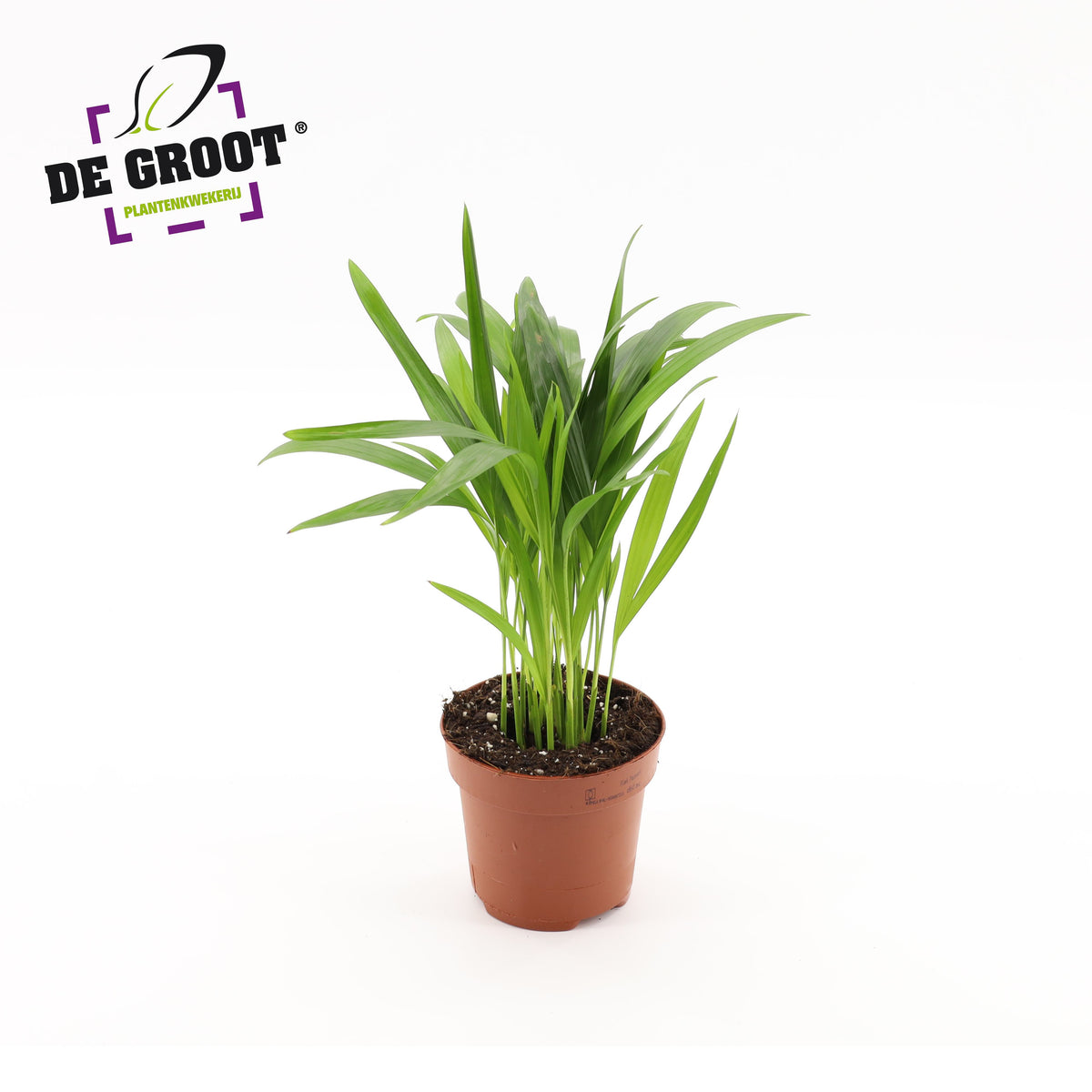 Dypsis lut. Areca 35cm 12cm Pot
