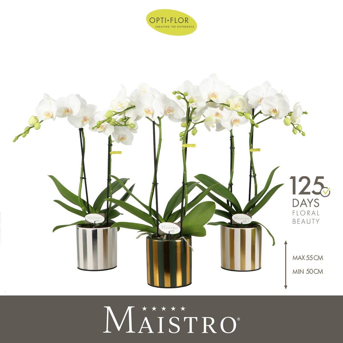 Phalaenopsis white 50cm 12cm Pot