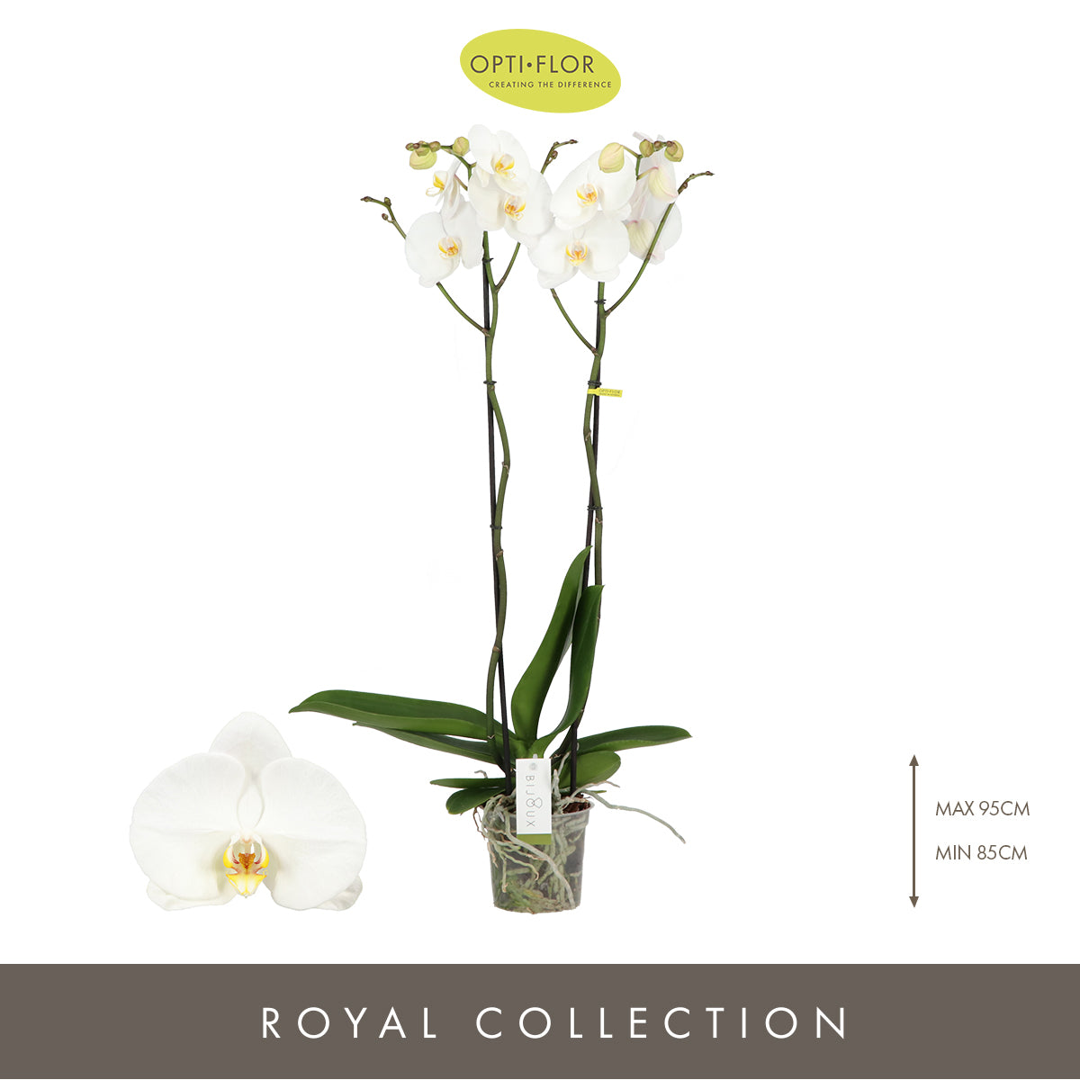 Opti-Flor Phal. Bijoux Moonstone Pack of 4