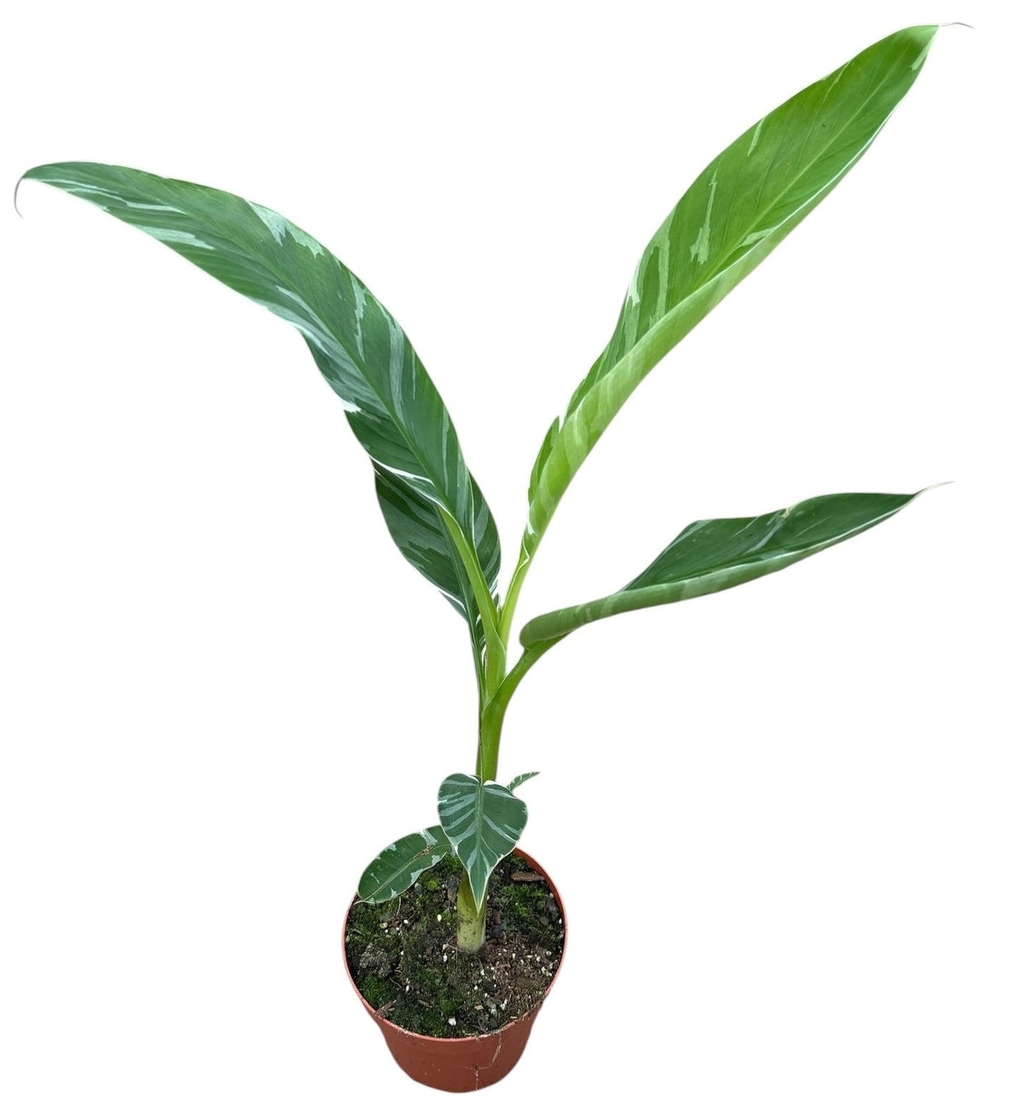 Musa basjoo (Banana) 40cm 17cm Pot