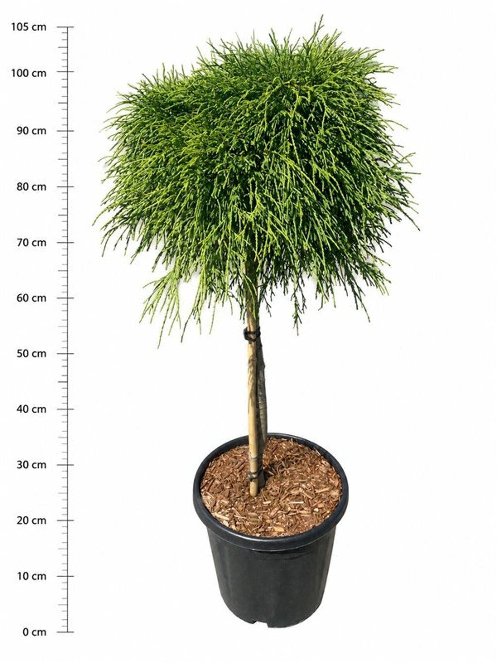 Chamaecyparis Sungold 110cm 32cm Pot
