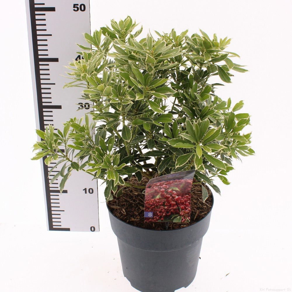 Pieris japonica 40cm 23cm Pot