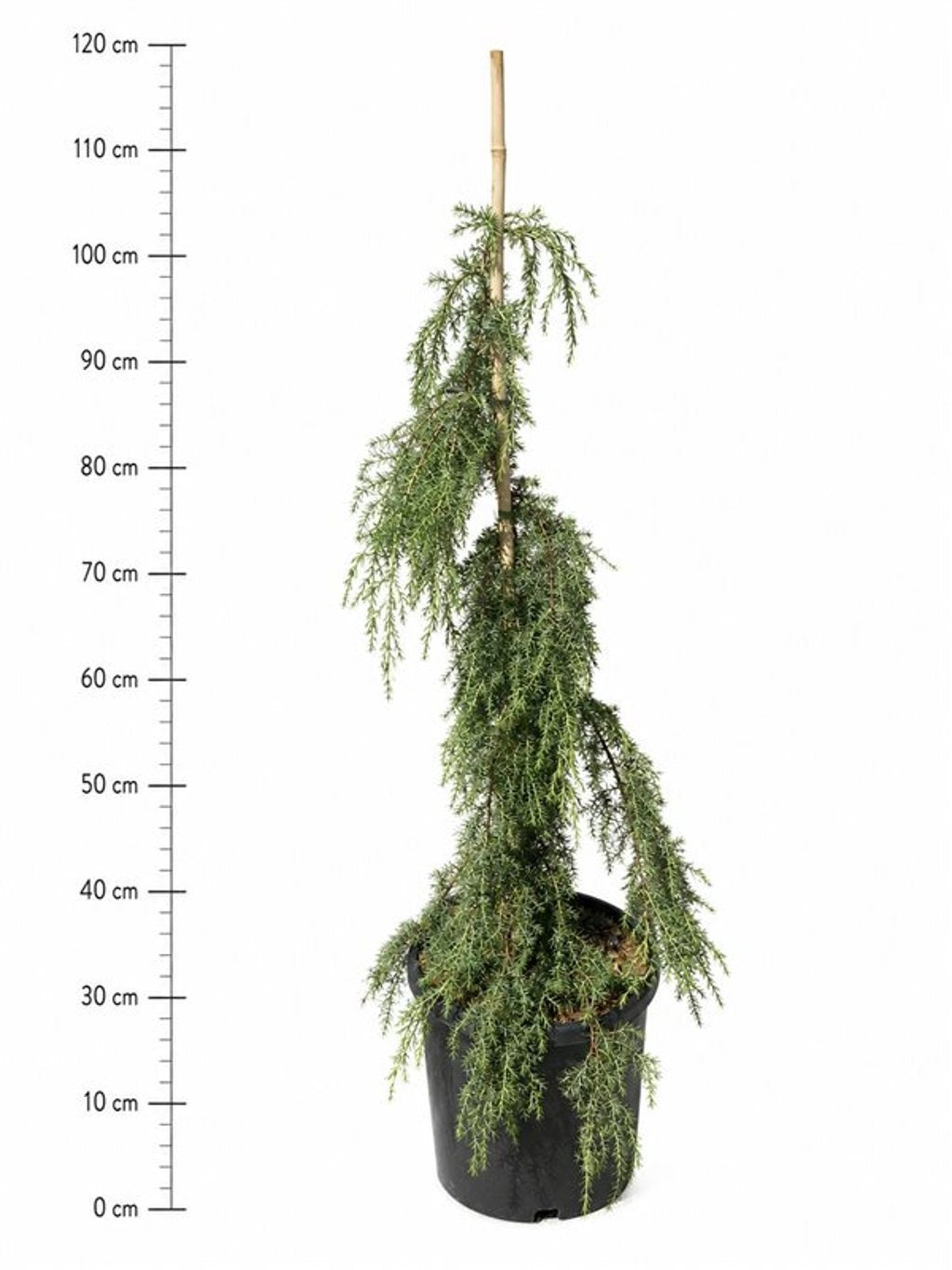 Bloemenkampen BV, Hkw. de Juniperus com. Horstmann Pack of 1