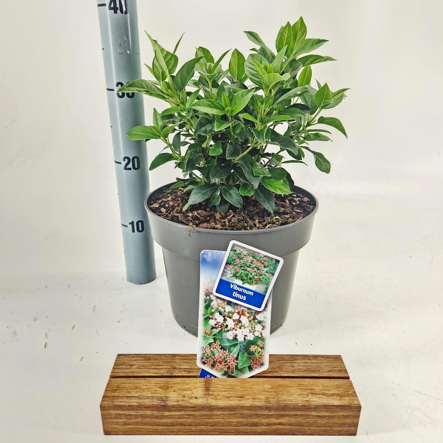 Viburnum tinus 55cm 23cm Pot