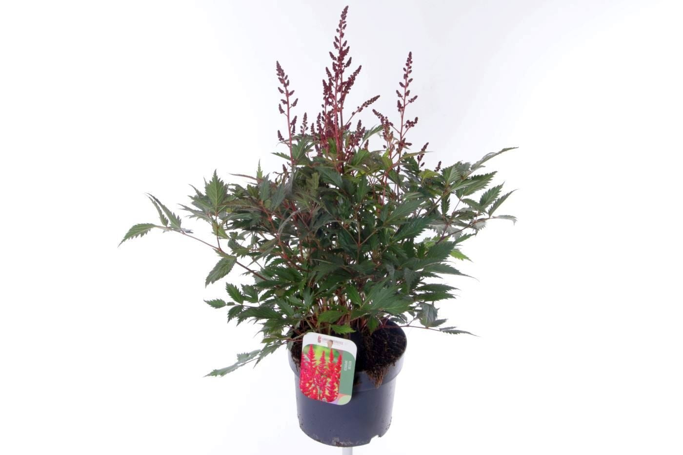 Astilbe jap. Montgomery 55cm 17cm Pot