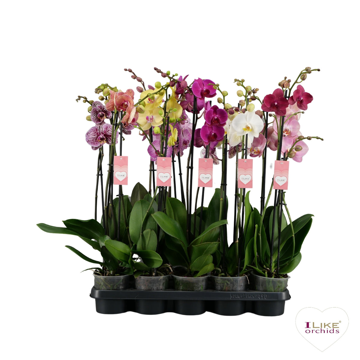 Phalaenopsis mix 65cm 12cm Pot