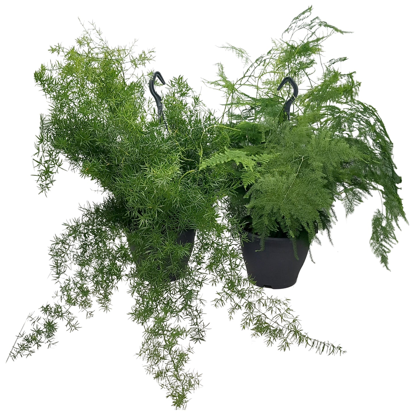 Asparagus mix 55cm 19cm Pot