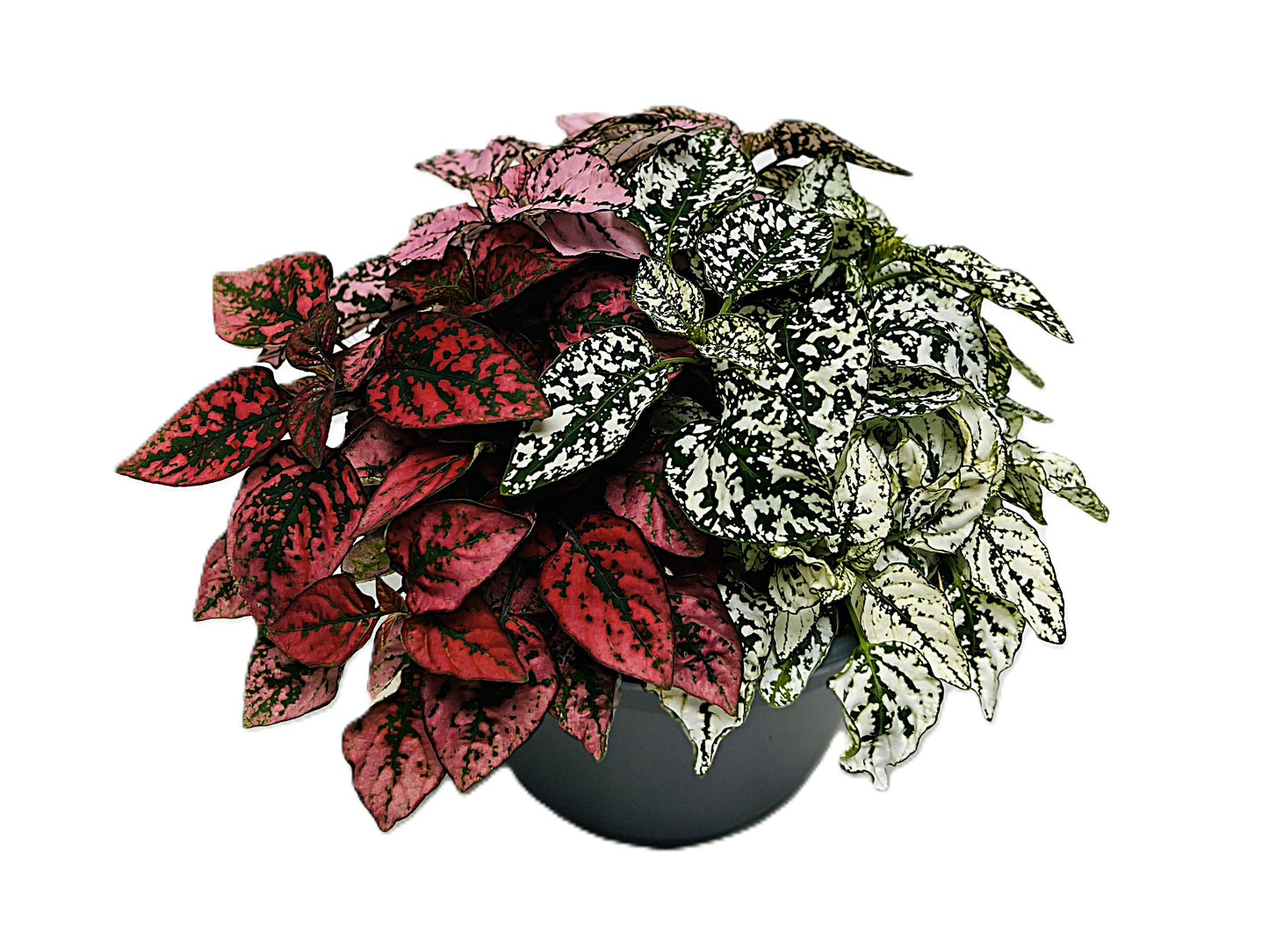Hypoestes mix 20cm 17cm Pot