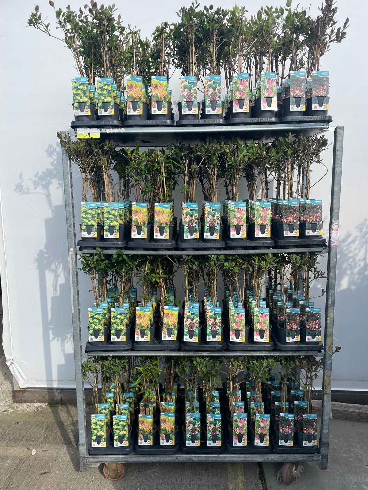 Lonicera mix 50cm 12cm Pot
