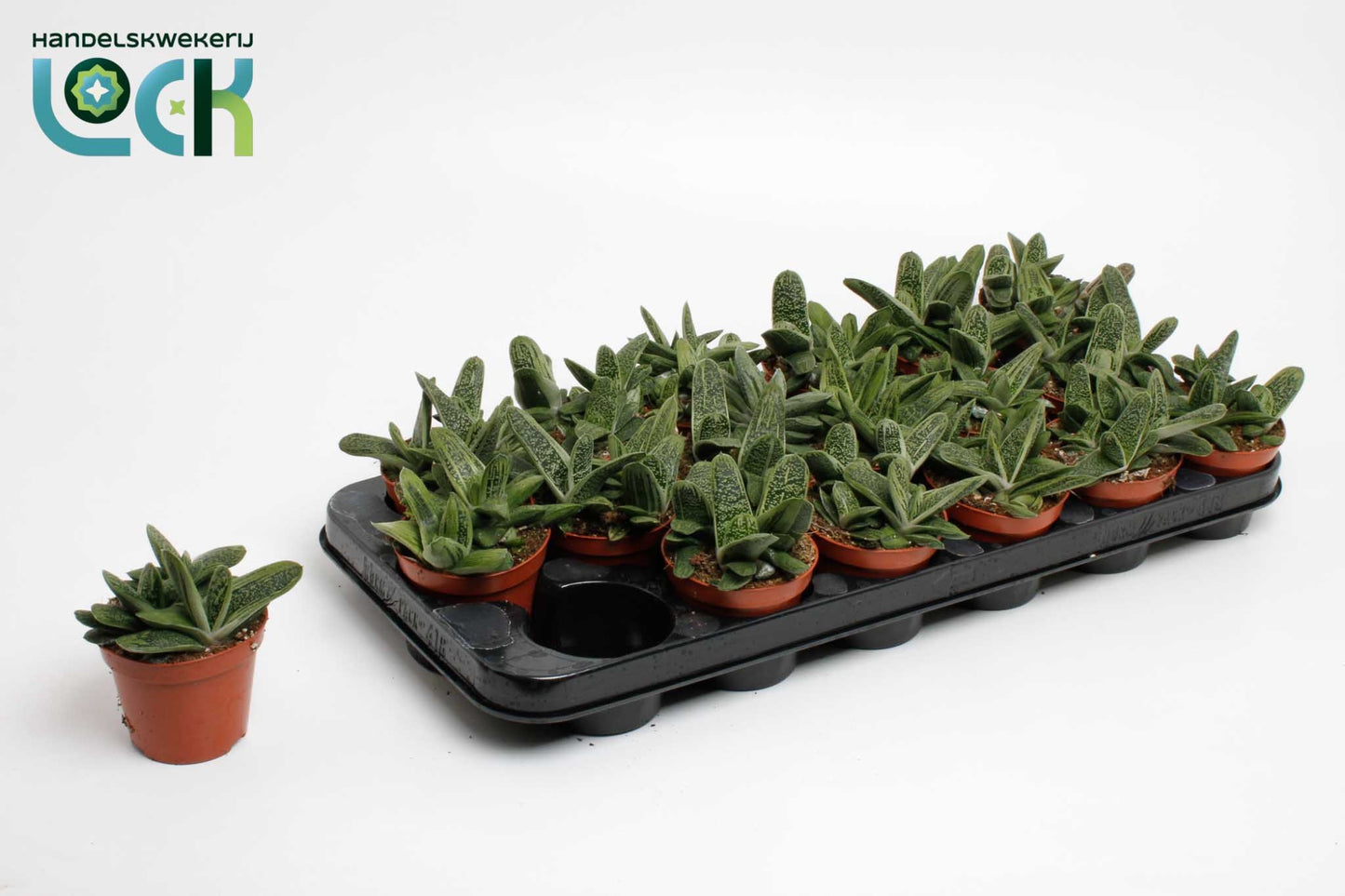 Gasteria Little Warty 10cm 8.5cm Pot