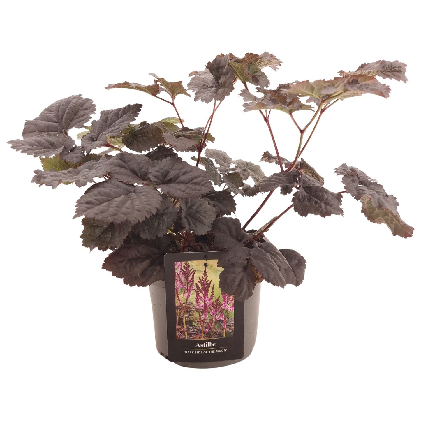 Astilbe Hybrid 50cm 17cm Pot