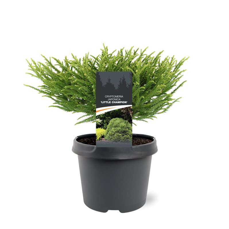 Cryptomeria jap. Little Champion 30cm 19cm Pot