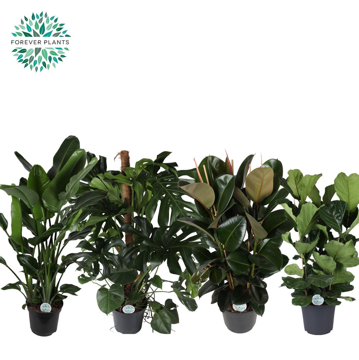 Foliage houseplants mix 150cm 35cm Pot
