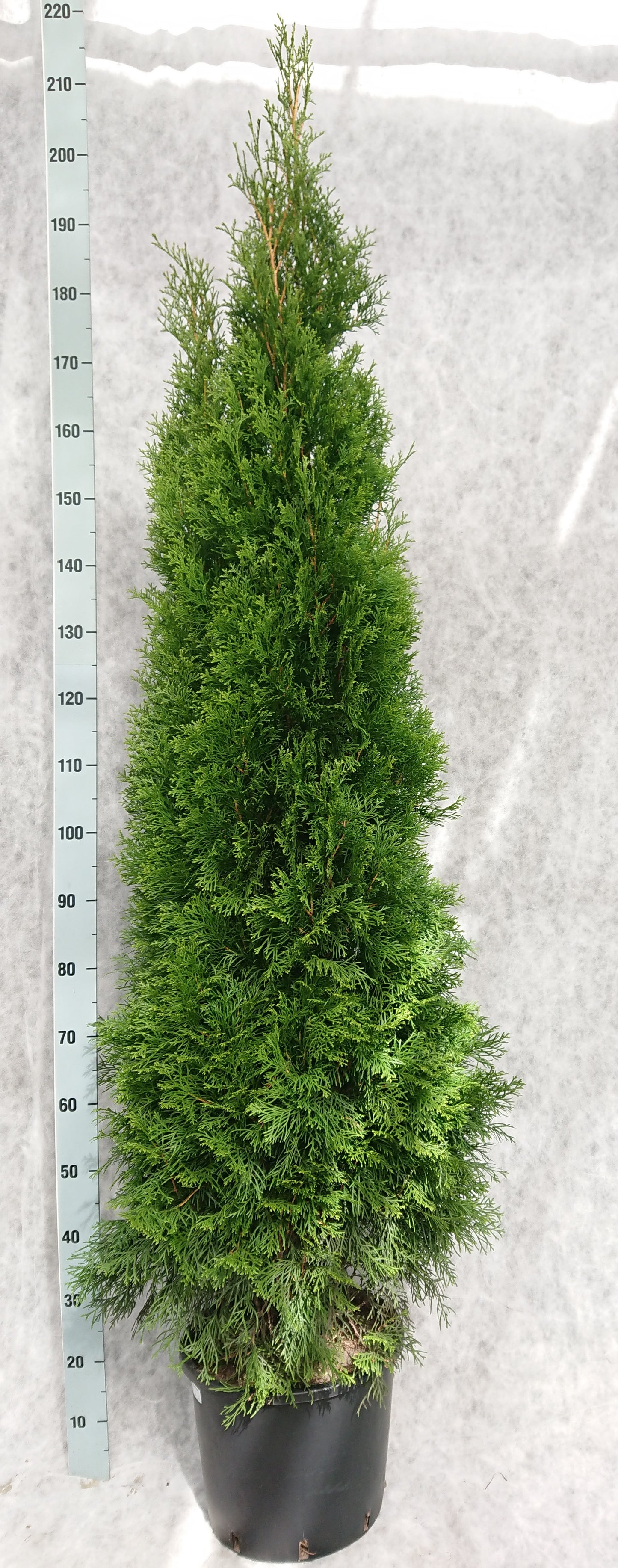 Thuja occidentalis Smaragd 210cm 33cm Pot
